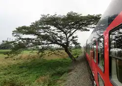 Fast scheint es so, dass dieser Baum zwischen Guayaquil und Yaguachi das Wachstum dem Lichtraumprofil der Eisenbahn angepasst hätte.