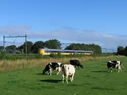Eine Koploper fahrt mit Regionalzug 9121 Zwolle-Groningen vier Holstein-Friesische K�he vorbei in die N�he von Tynaarlo am 30-7-2010.
