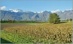 Es brauchte ein gutes Jahr Geduld, bis ich aus der Idee des schattigen Landschaftsbild bei Aigle ein 