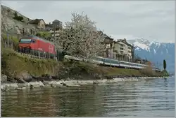 Fr�hling im Lavaux - Re 460 037-8 mit einem IR von Brig nach Gen�ve A�ropoort bei St-Saphorin.