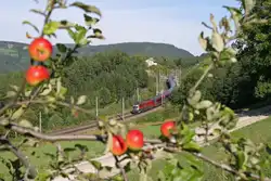 1116.238 als RJ-656 f�hrt entlang der Apfelwiesen bei Eichberg richtung Wien.