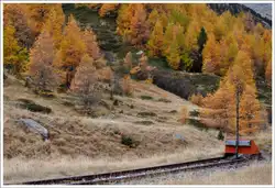 Die sch�nste Jahreszeit im Engadin beginnt mit dem Verf�rben der L�rchenw�lder.