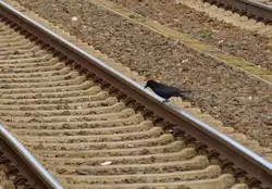 In Anbetracht des Sparzwangs auch bei der Infrastruktur, hat sich die DB AG dazu entschieden neue Inspetionsmitarbeiter ein zu stellen.