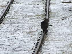 Die Bahn muss sparen wo sie kann! Nun werden auch schon Katzen dazu abgerichtet die Strecken der Bahn, auf Unregelm��igkeiten hin, zu kontrollieren.