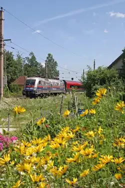 Von Blumen umgeben, f�hrt 1116.250 