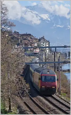 Frühlingsgruss aus dem Lavaux: Re 460 004-5 mit einem IR auf der Fahrt bei ST-Saphorin in Richtung Lausanne.