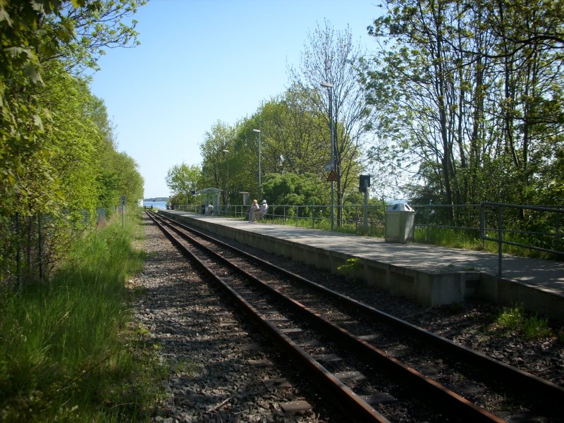 Wenige Meter vom Bahnhof Lauterbach entfernt liegt auf einem Damm Lauterbach Mole.
Bahntechnisch gesehen ist Lauterbach Mole kein Bahnhof.Es gibt keine Weiche nur das abgebildete Gleis mit dem einen Bahnsteig.Es war vorgesehen fr den Rasenden Roland ein Umfahrgleis spter einzubauen aber dies ist Geschichte.