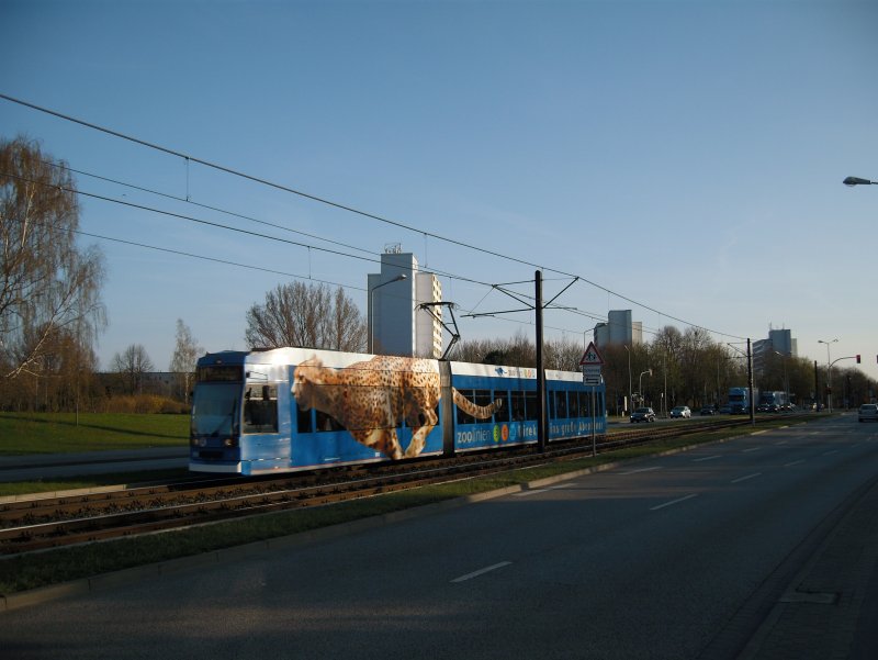 Wie ein Gepard so schnell rast die Straenbahn in Richtung Rostocker City. Wer wohl schneller ist, Gepard oder Straenbahn? Bei max 80 km/H hat wohl die Tram das Nachsehen..
09.04.09