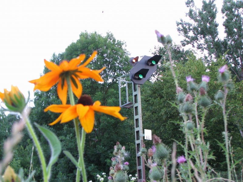 Wv603 mit Blumen in Maulbronn West