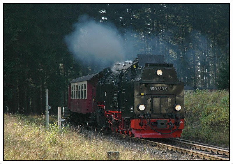 Zug 8940 vom Brocken nach Drei Annen Hohne wurde am 10.10.2007 von 99 7239 bespannt. Stimmungsvoll scheinte die Sonne kurz vor Drei Annen Hohne hier durch die Bume.