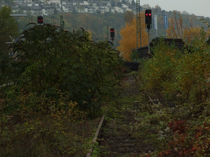 Zugewachsene Gleise in Vallendar/Rhein.Da wo jetzt Grn ist war frher ein kleiner Gterumschlag.Kurioserweise haben die Gleise, obwohl sie keine Verbindung mehr zur Hauptstrecke haben,voll Funktionsfhige Signalmasten.28.10.07  