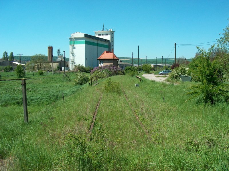 Zugewachsenes Gleis der ehemaligen KBS 587 nach Querfurt, im Bf Vitzenburg; 10.05.2008
