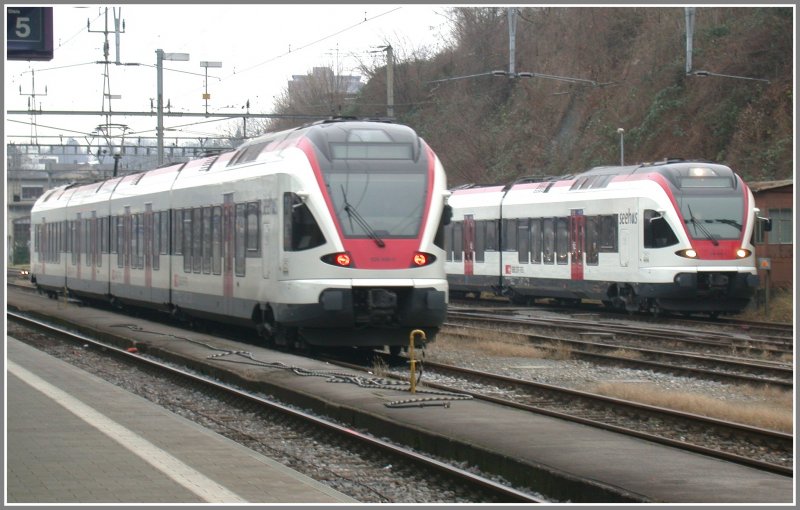 Zwei Seehas Flirt begegnen sich in Rorschach. (15.01.2007)