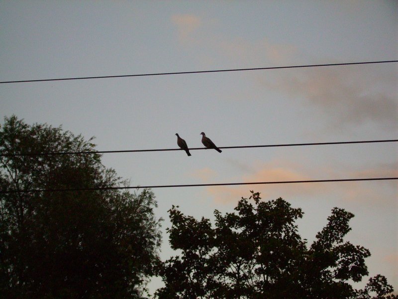 Zwei Tauben auf der Oberleitung. 25.08.07