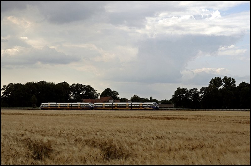 Zwei VT7xx der NordWestBahn sind zwischen Warendorf und Beelen als NWB81556 (RB67  Der WARENDORFER , Mnster(Westf)Hbf - Bielefeld Hbf - Altenbeken, unterwegs. In den Sommermonaten geht die Fahrt an Getreidefeldern vorbei....